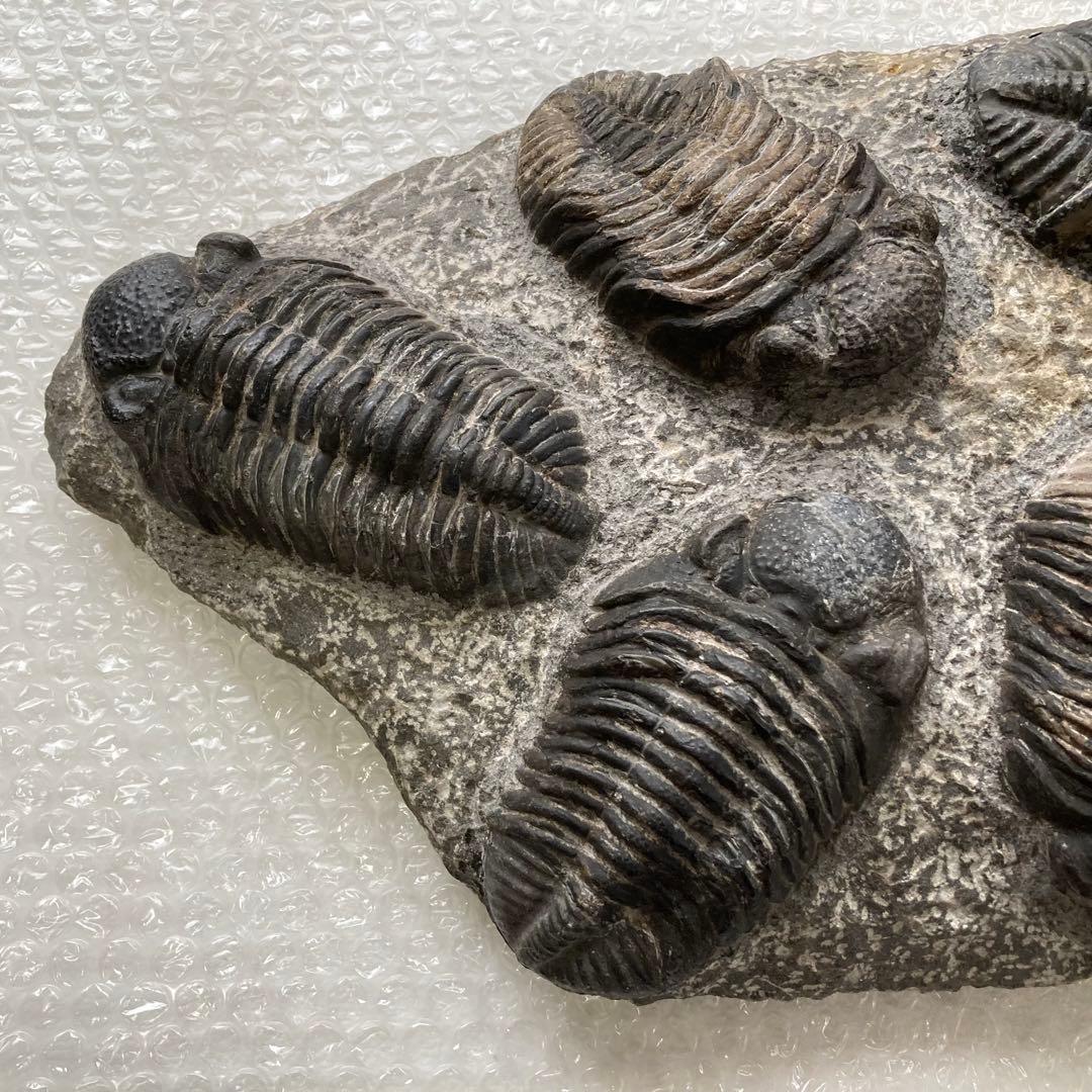 三葉虫 化石 生物 岩石 鑑賞 研究 6体 大型 コレクション レア希少 レトロ