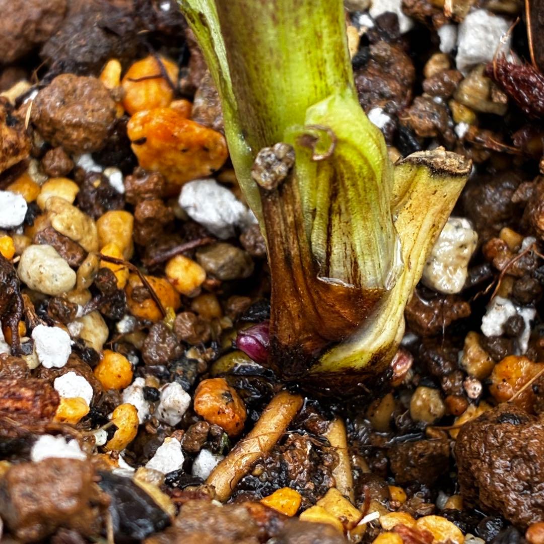 ま*こ様 3553☘️蕾花付き☘️⭐️黒⭐️超多弁⭐️艶フラッシュ⭐️スクリュー