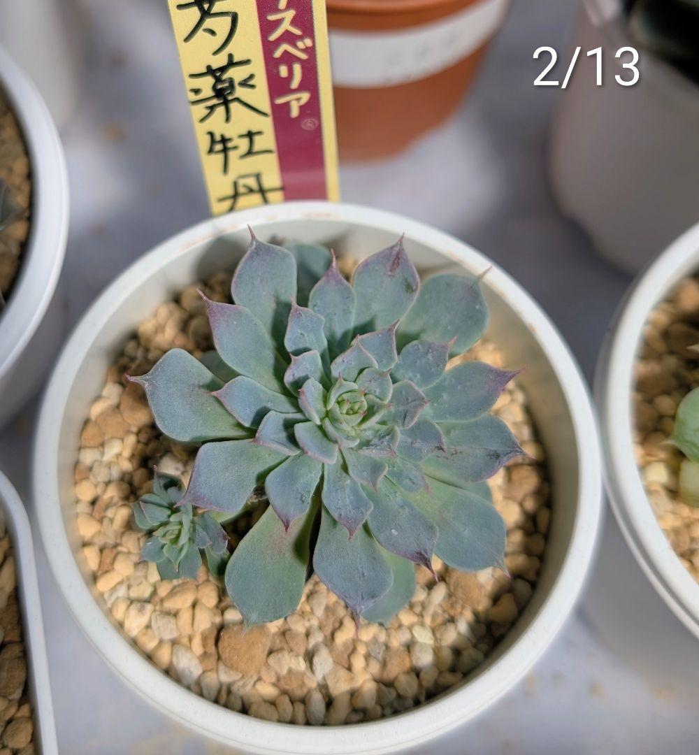 芍薬牡丹　百合牡丹　札付き2種セット　おらいさん