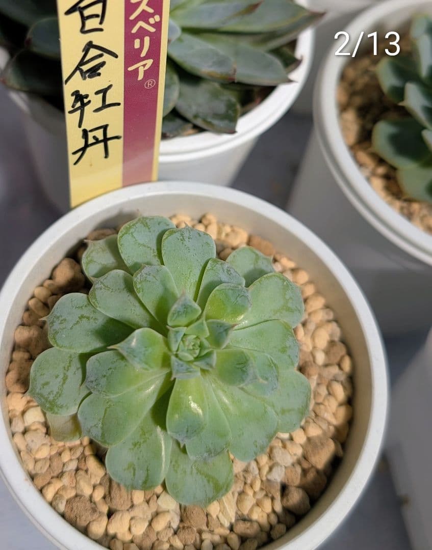 芍薬牡丹　百合牡丹　札付き2種セット　おらいさん