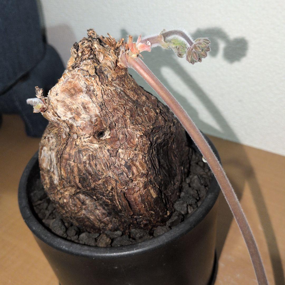 ペラルゴニウム　トリステ　大株 良型タイプ　現地球　発根株（鉢付き)