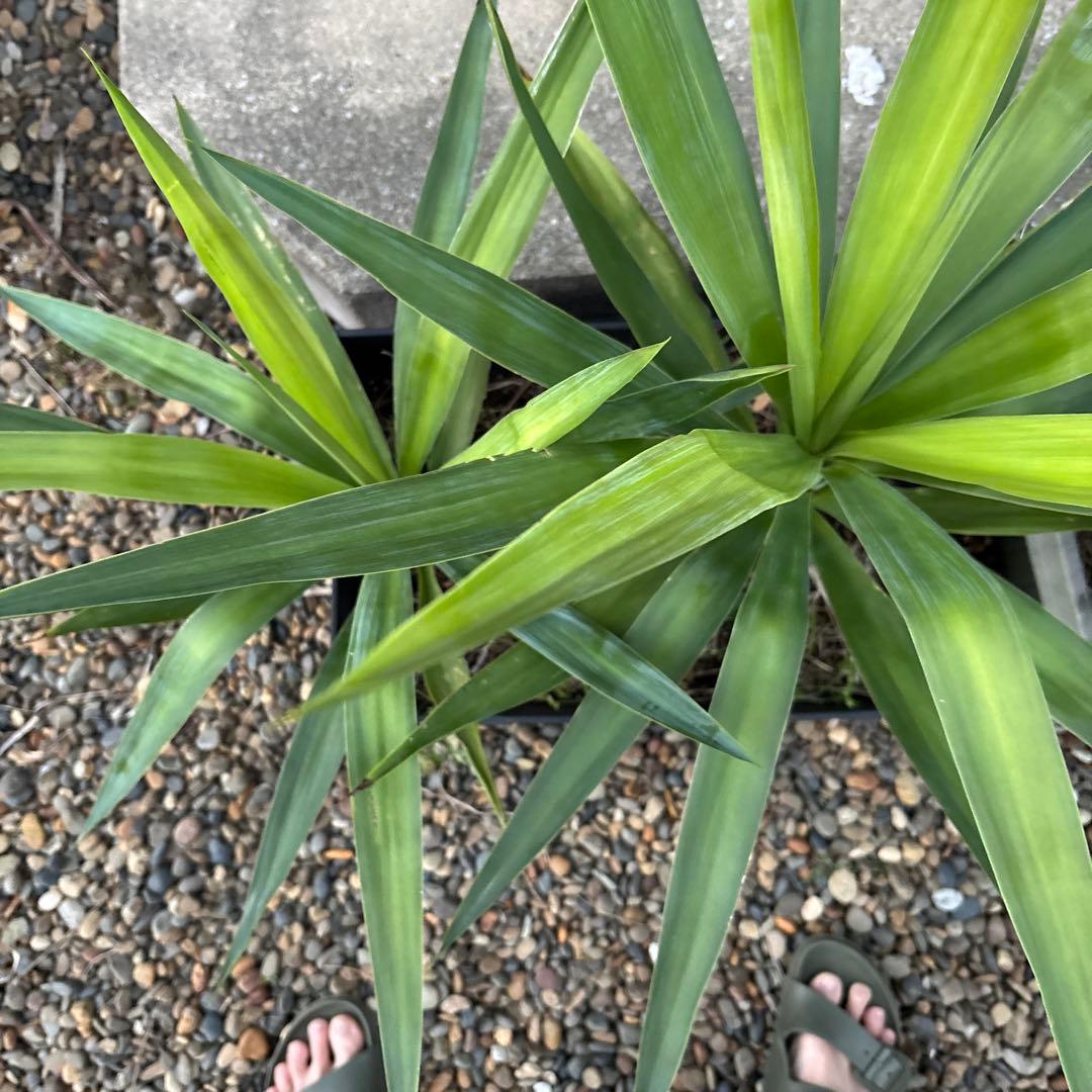 （引き取り限定）ユッカエレファンティペス4本セット