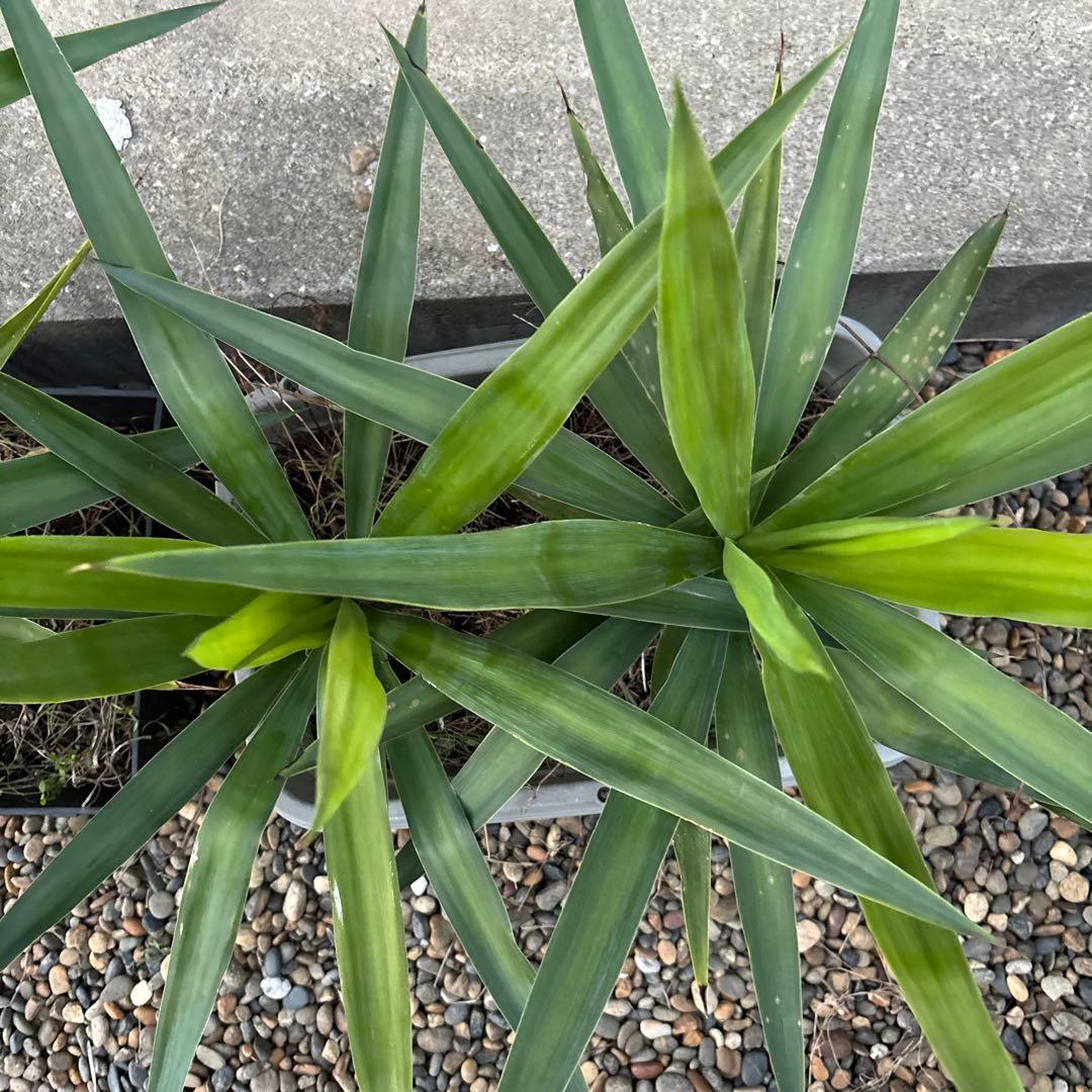 （引き取り限定）ユッカエレファンティペス4本セット