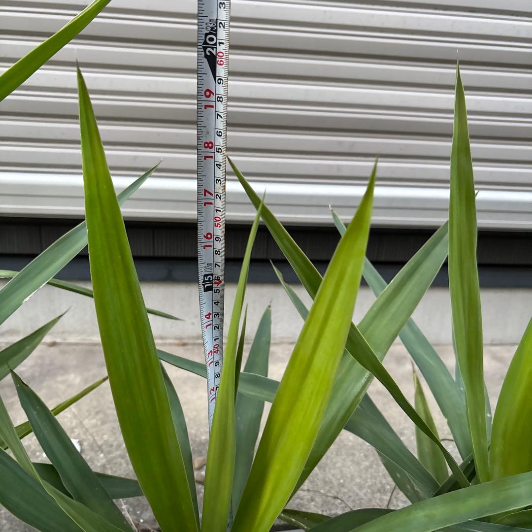 （引き取り限定）ユッカエレファンティペス4本セット