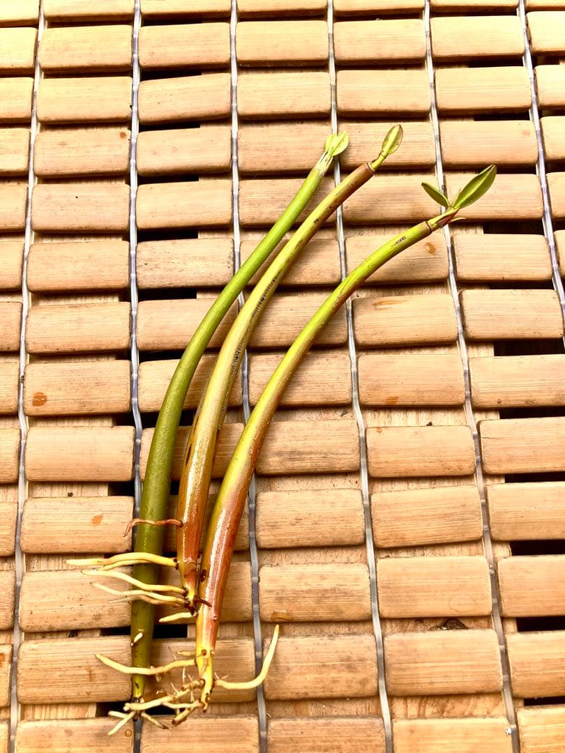 大きめ　発芽苗　30本