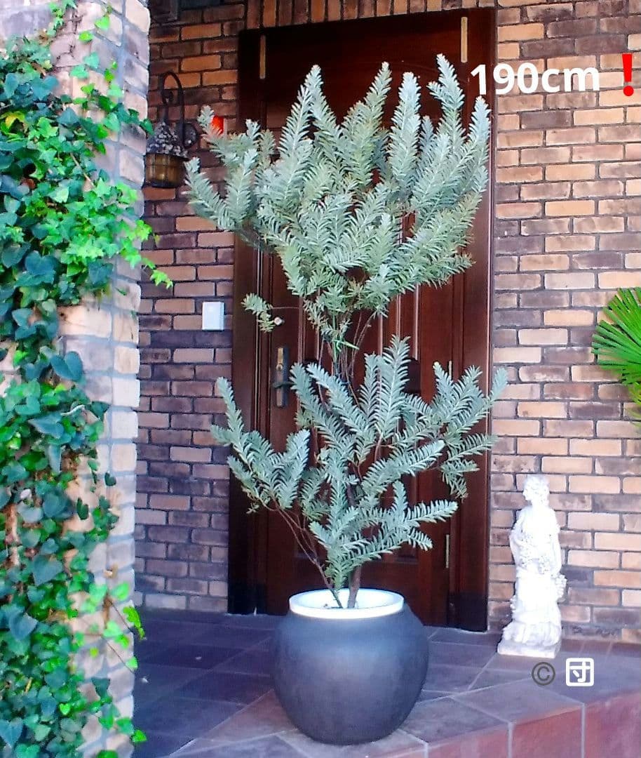 アカシアブルーブッシュ苗 大型190cm❗10号 綺麗な樹形 シルバーリーフ