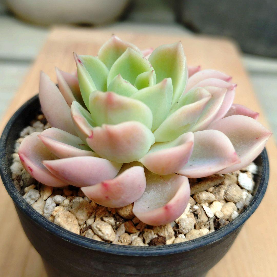 メローイエロー錦　希少　最高級品　カット苗　多肉植物　ゆうパケットプラス発送