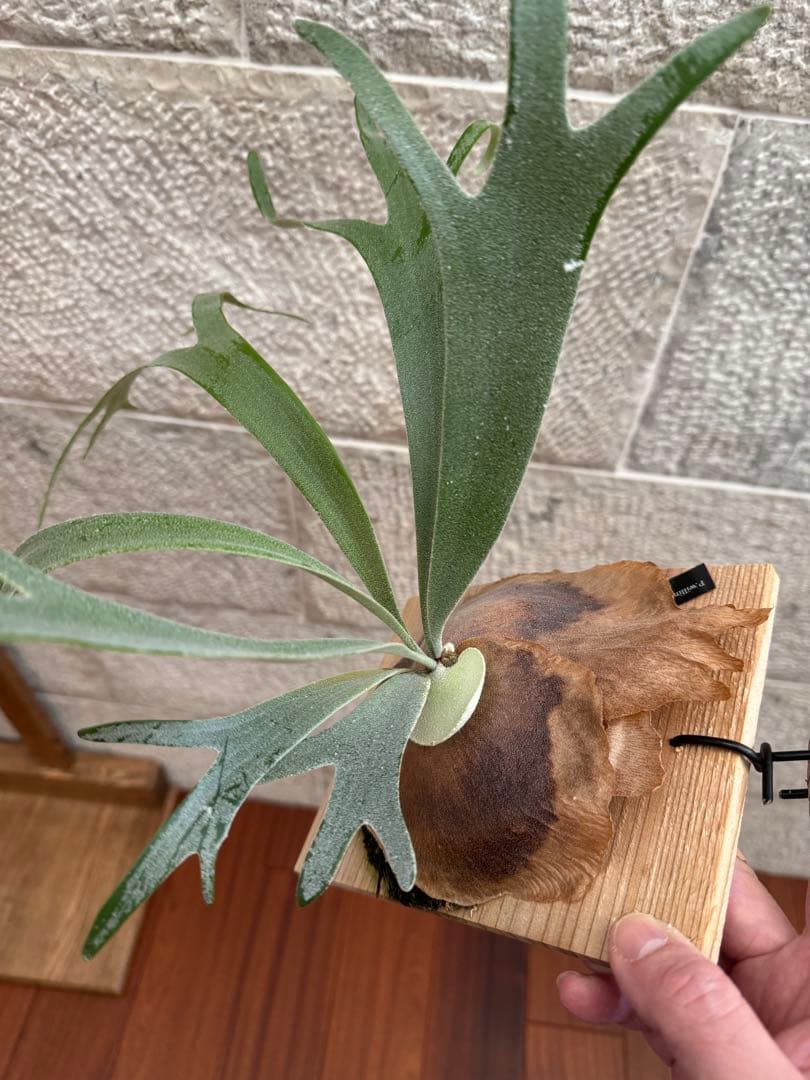 ビカクシダ P.willinckii Moonlight vp ムーンライトVP