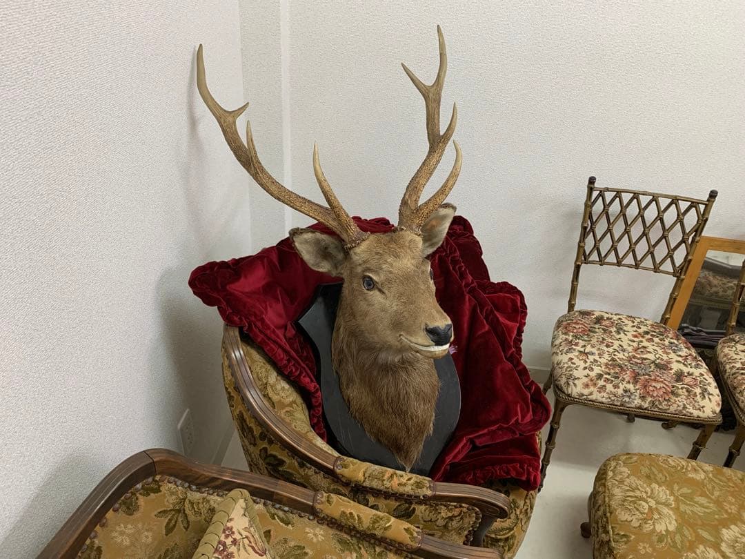 エゾシカの剥製