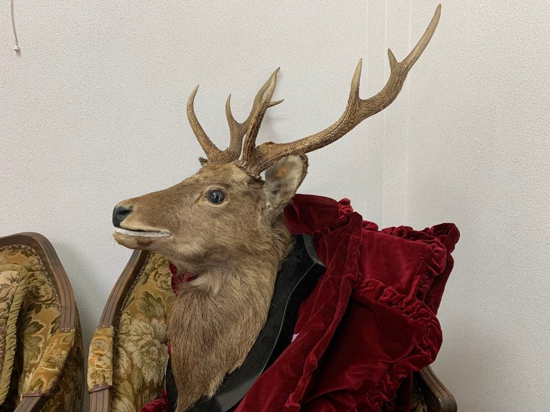 エゾシカの剥製