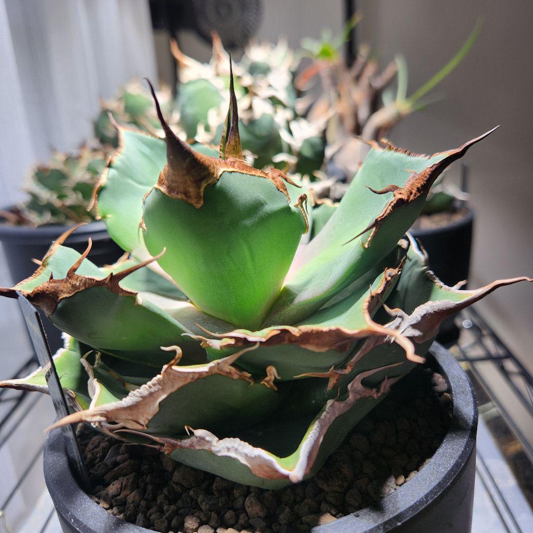 343＊コレクション株＊【1.4写真更新】アガベ チタノタ 黒豹