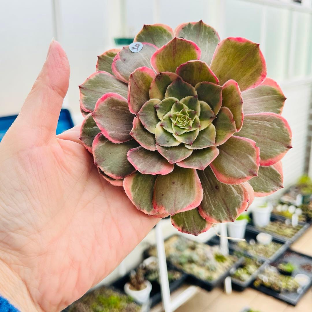 29.【現品　微根】バンクェット　茎曲がり・葉焼け・傷有り　大きい‼️ レア