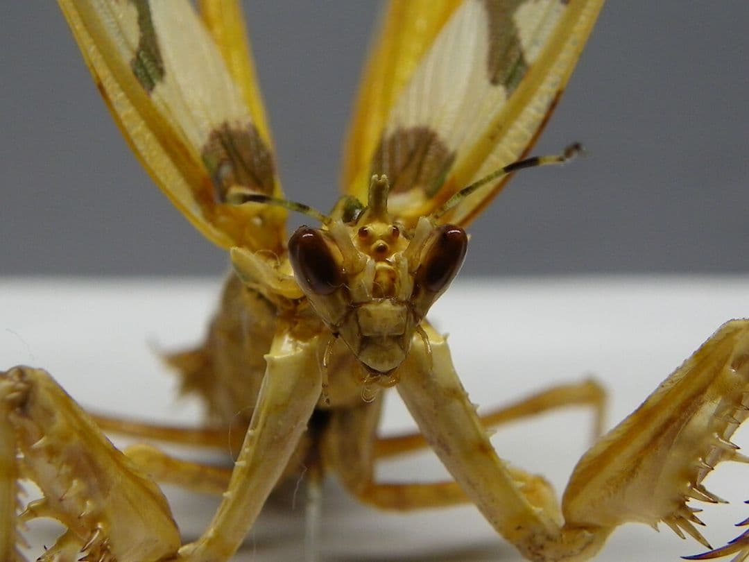 アフリカメダマカマキリ　ペア　立体標本