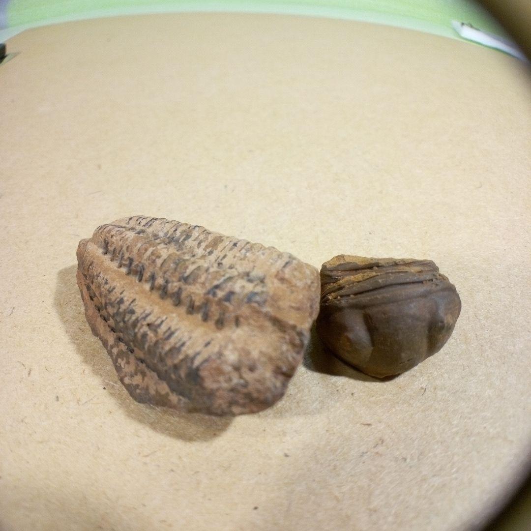 三葉虫　化石　fossil　ボリビア産　レア　Fossil判別②