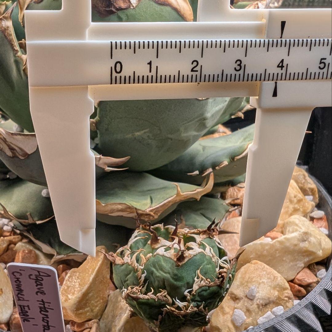 【ミクロサイズ　ボール型】Agavetitanota\"フィリグリー\"うねり強鋸歯