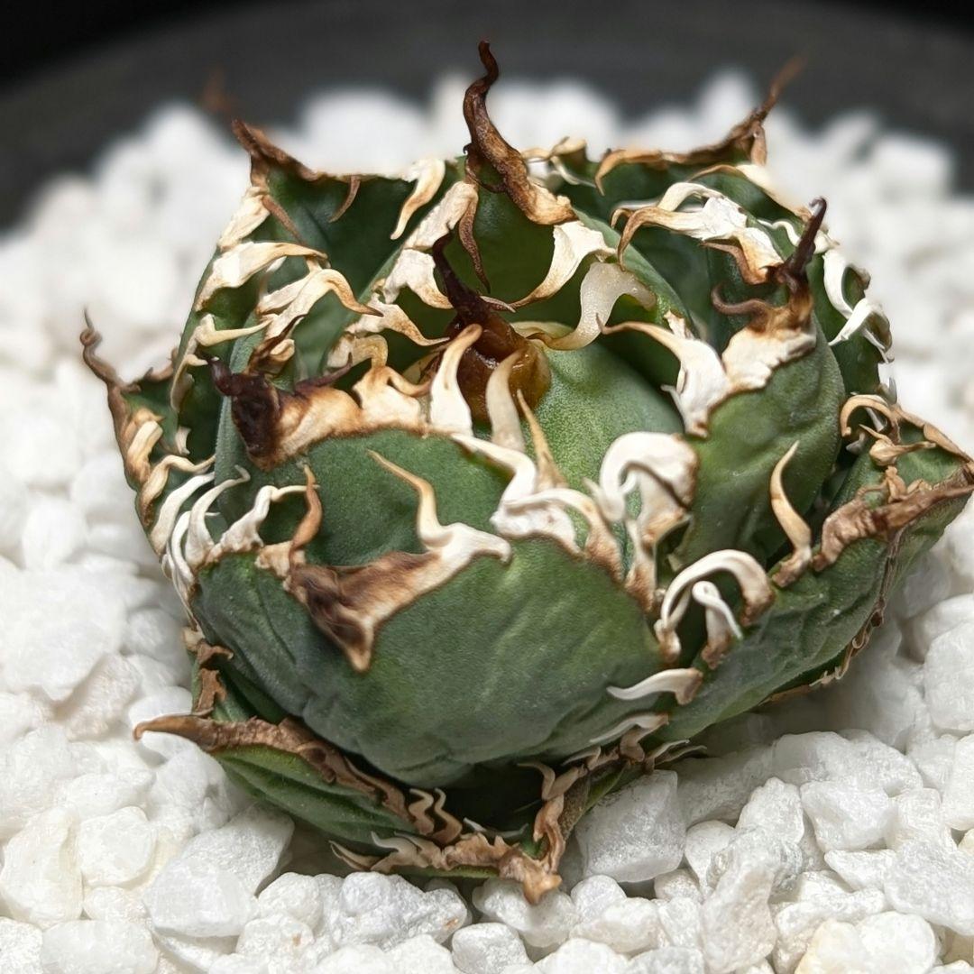 【ミクロサイズ　ボール型】Agavetitanota\"フィリグリー\"うねり強鋸歯