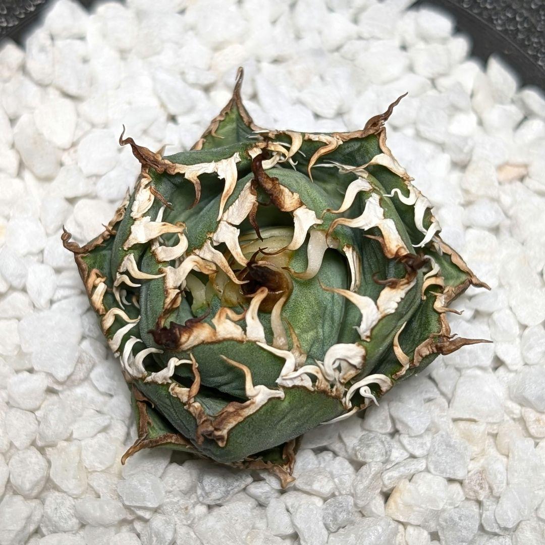 【ミクロサイズ　ボール型】Agavetitanota\"フィリグリー\"うねり強鋸歯