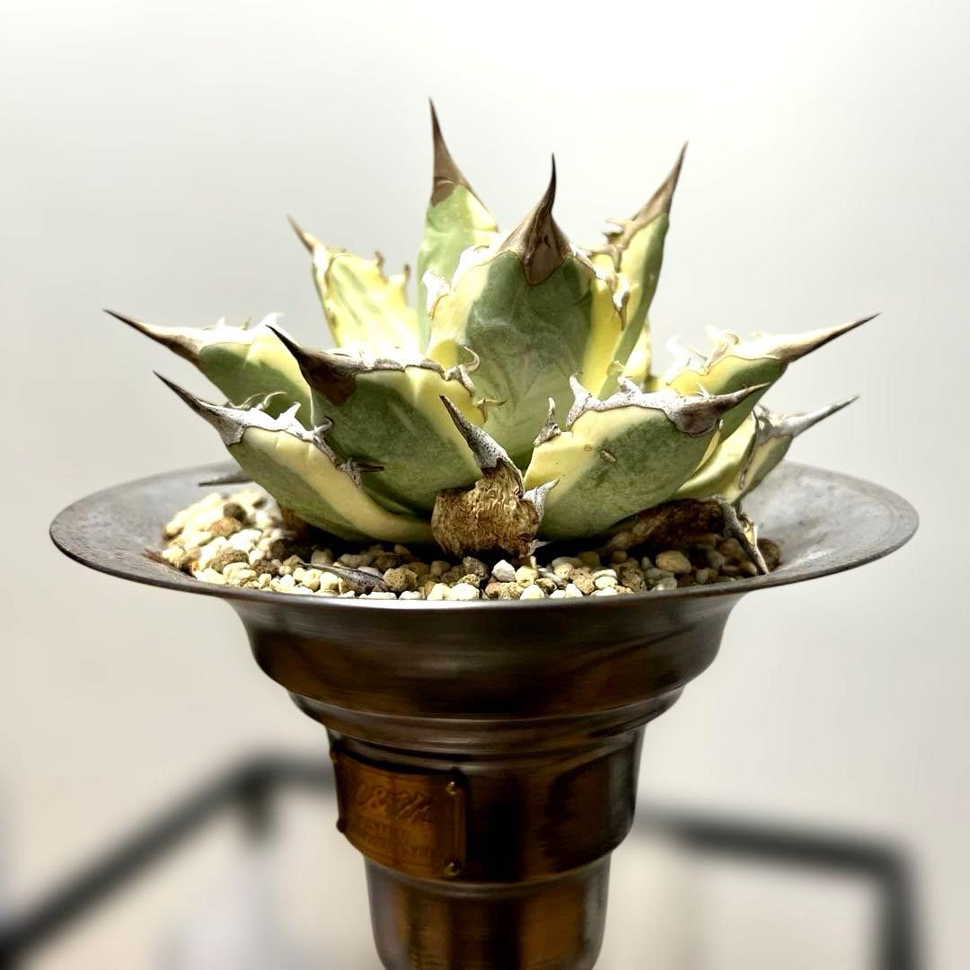 アガベ 鉢植発送 ドラゴンアガベ 暴牙 M&M鉢付　販売証明完備