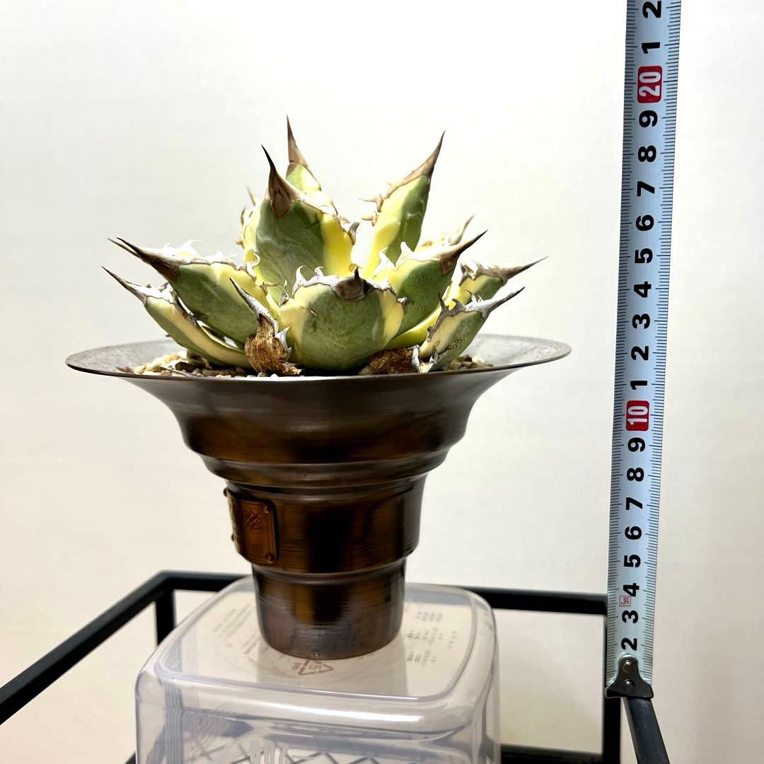 アガベ 鉢植発送 ドラゴンアガベ 暴牙 M&M鉢付　販売証明完備