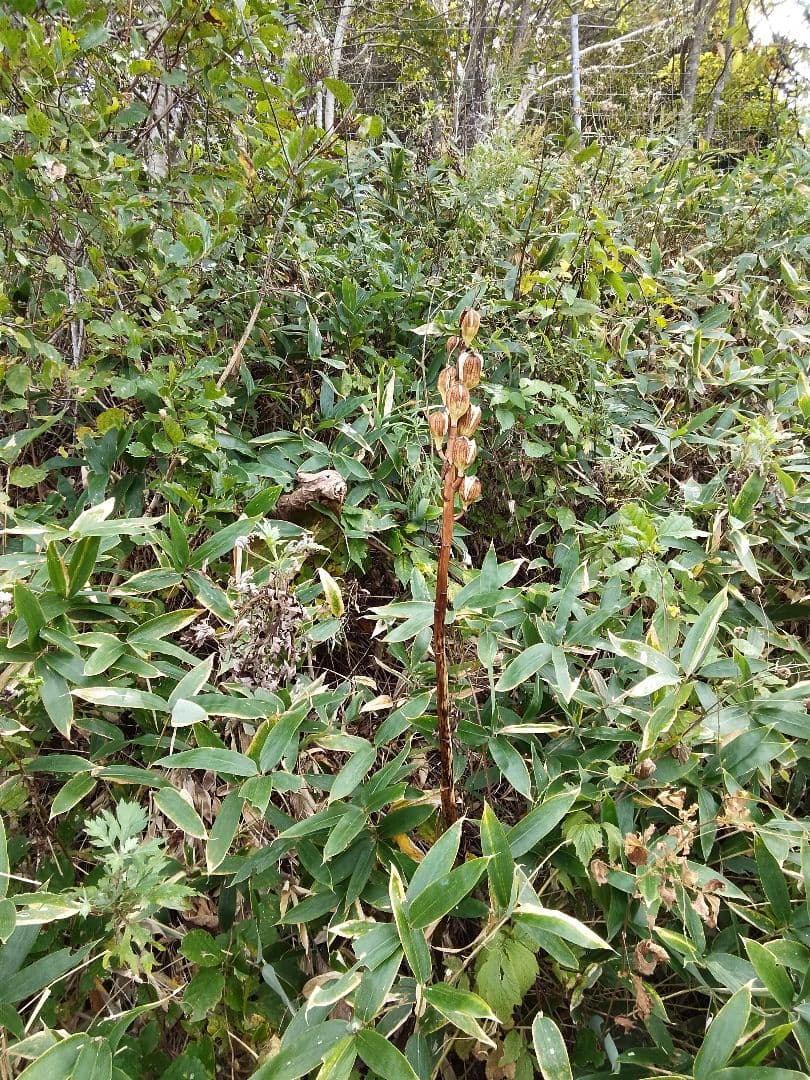 mk923mId4様特別オーダー専門ページ　オオウバユリのホワイト