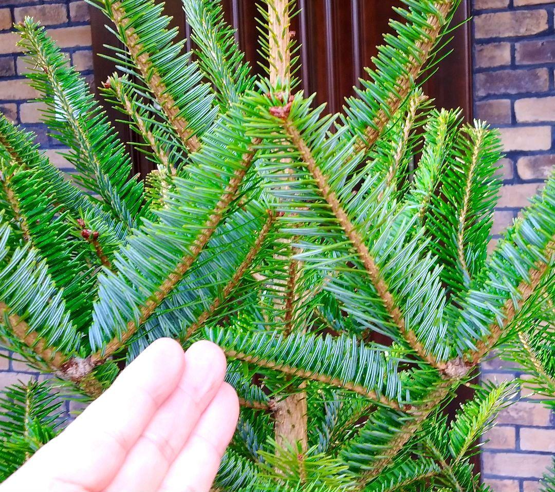 もみの木 モミの木 苗木 大型180cm❗整った樹形❗ 極太 クリスマスツリー