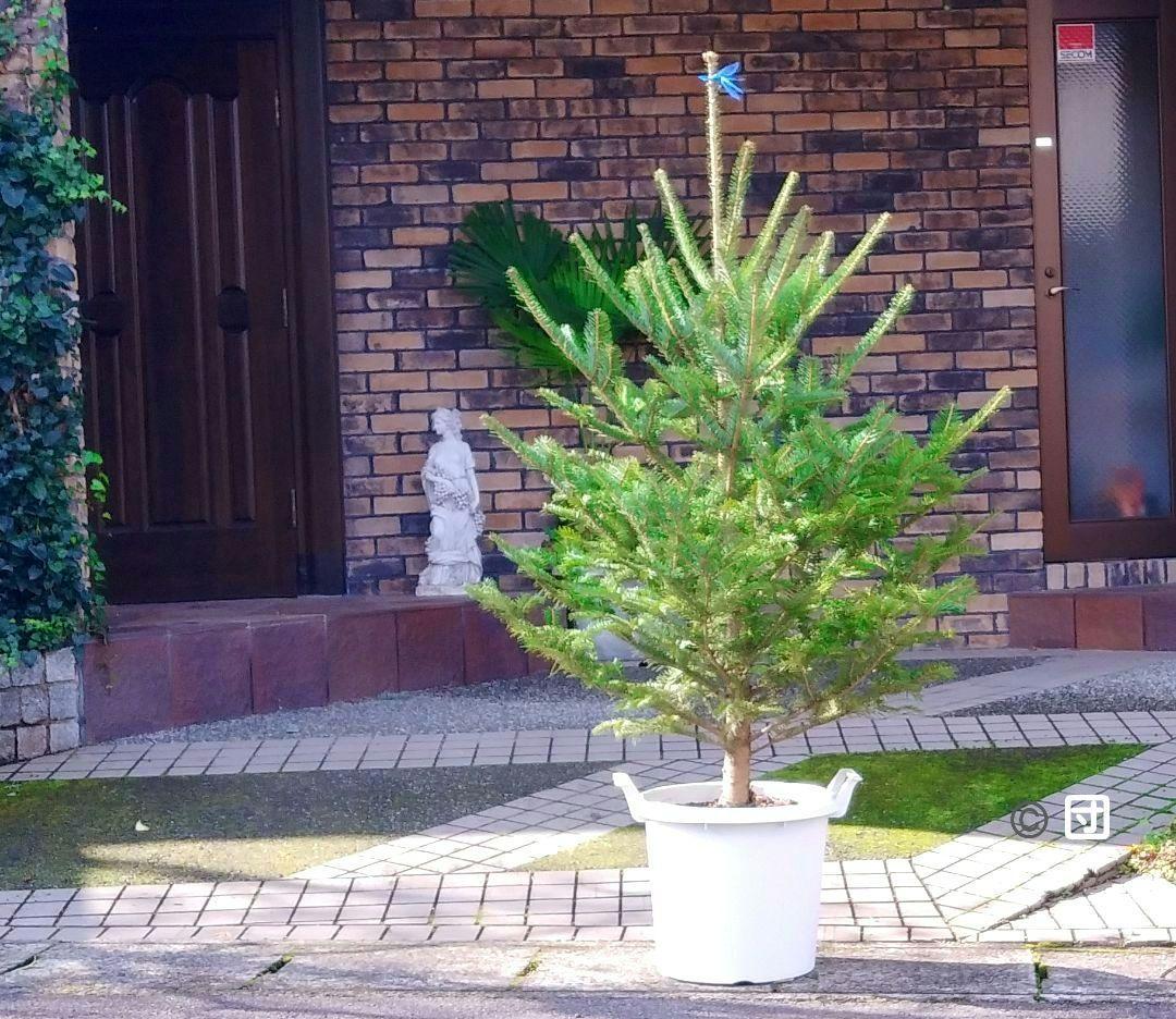 もみの木 モミの木 苗木 大型180cm❗整った樹形❗ 極太 クリスマスツリー