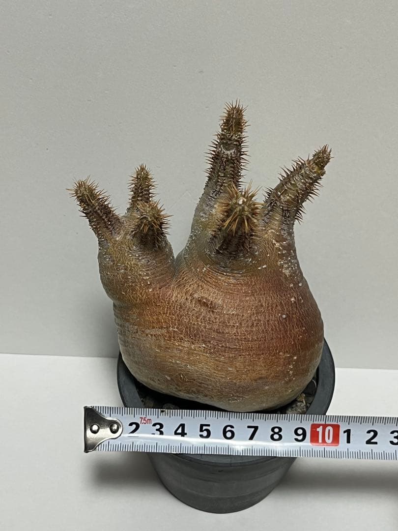 パキポディウム・グラキリス　ダブルヘッド　赤肌　緑肌　現地球