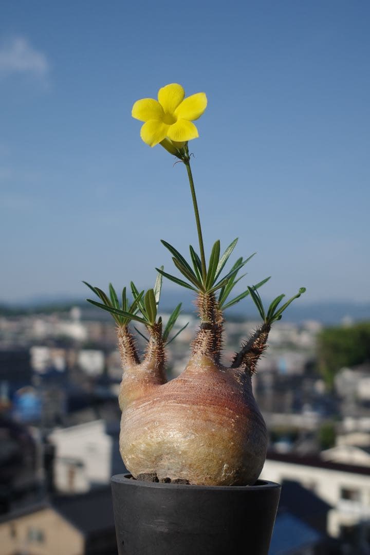 パキポディウム・グラキリス　ダブルヘッド　赤肌　緑肌　現地球