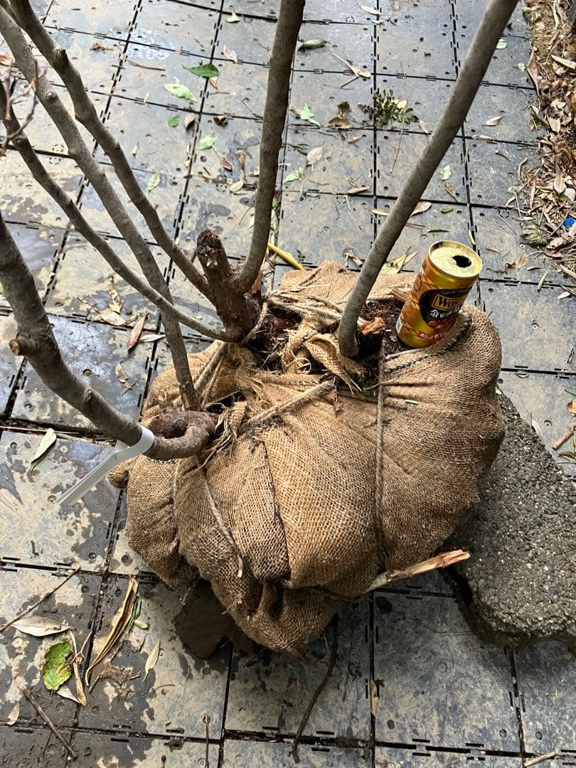 85 山採り　ナツハゼ