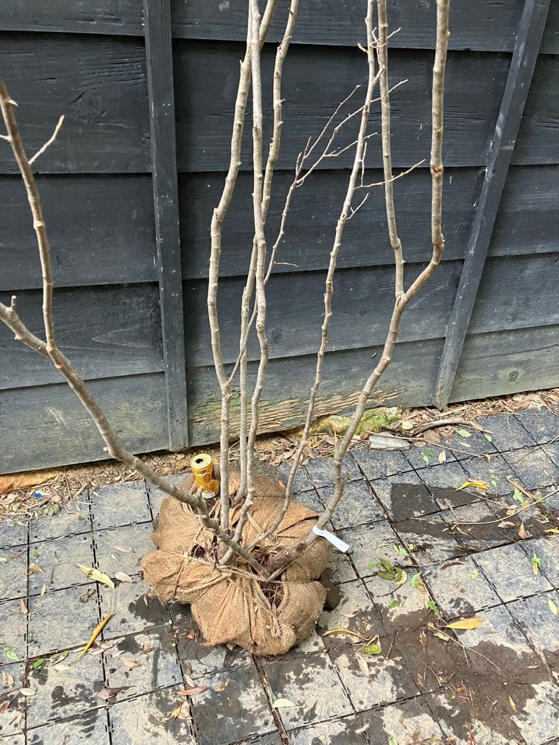 85 山採り　ナツハゼ