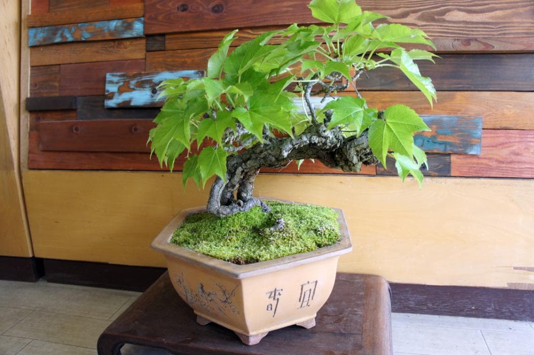 盆栽 『蔦(ツタ)』 インテリア 観葉植物 ガーデニング 園芸 アート b188