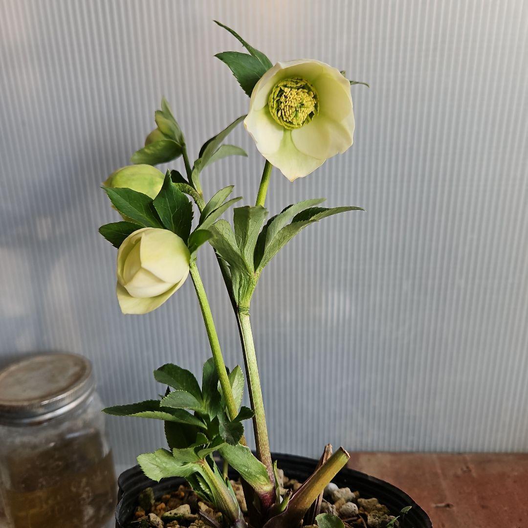 謙信様ご購入苗㉖-116㉖-122クリスマスローズ