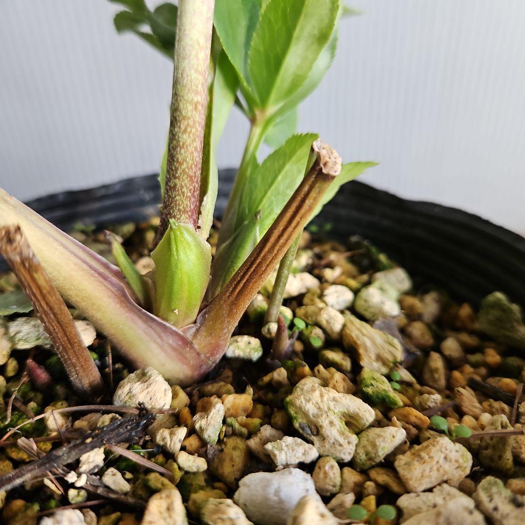 謙信様ご購入苗㉖-116㉖-122クリスマスローズ