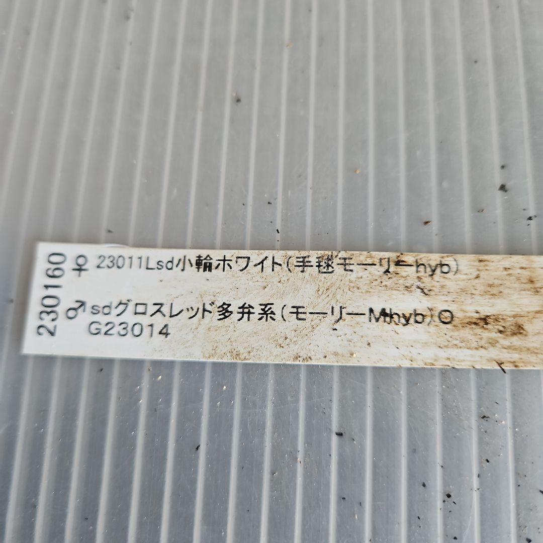 謙信様ご購入苗㉖-116㉖-122クリスマスローズ