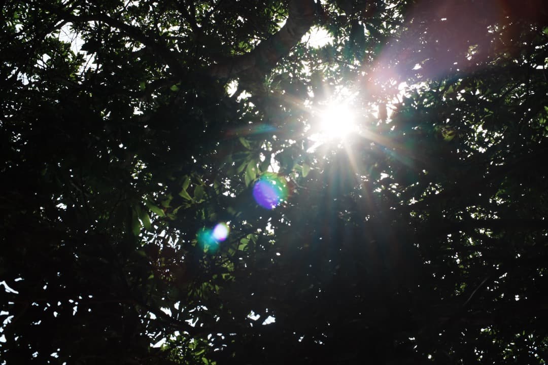 【美品】動作◎ オリンパス G.Zuiko auto 50mm F1.4 514