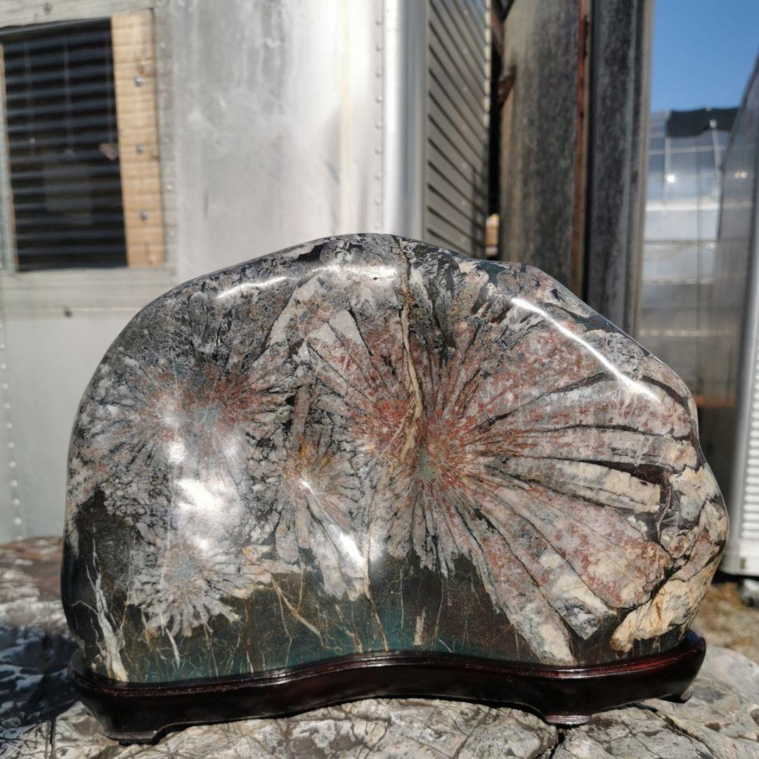 根尾谷産　菊花石　11.2キロ　鑑賞石　石　置物　オブジェ　インテリア　盆石