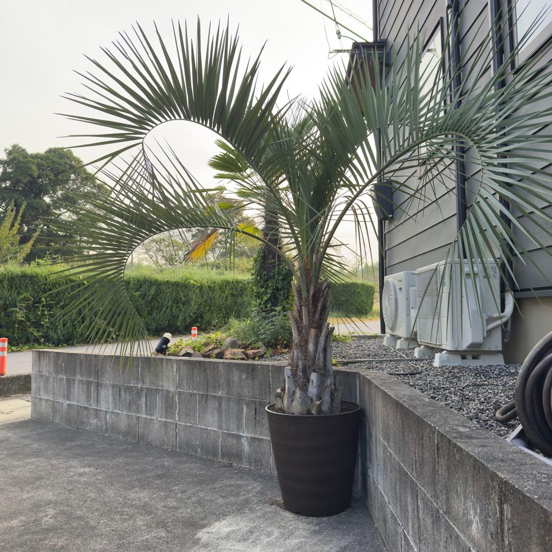 愛知県豊田市引き渡しのみ ココスヤシ 鉢底高さ230cm 幹回り110cm