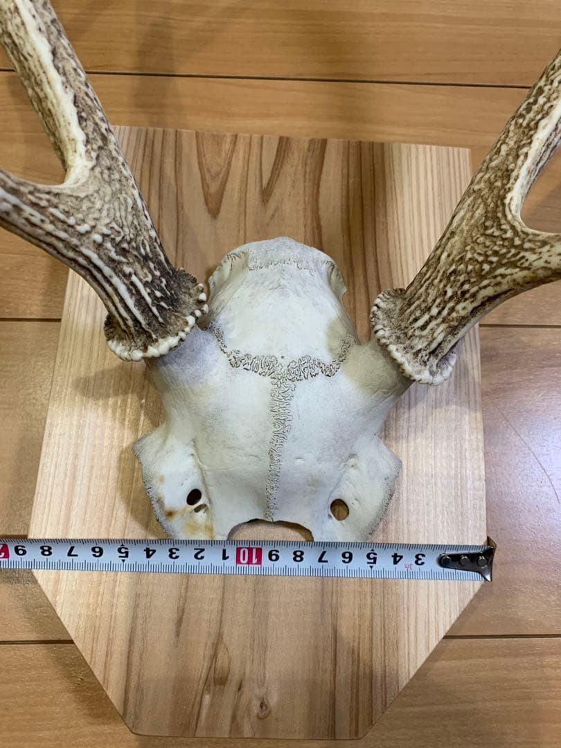 ハンティングトロフィー　丹羽篠山産　鹿の角　大幅値下げ！日本鹿　スカル　即日発送