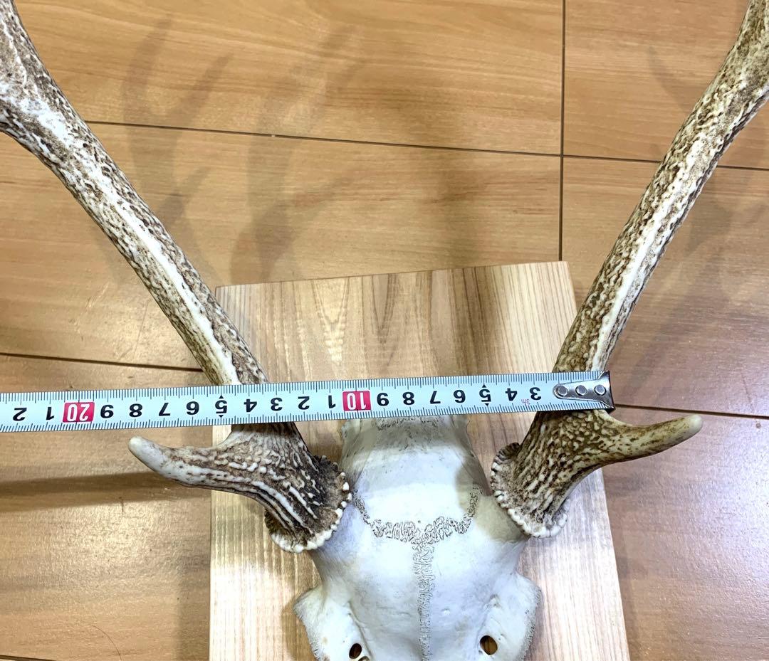 ハンティングトロフィー　丹羽篠山産　鹿の角　大幅値下げ！日本鹿　スカル　即日発送