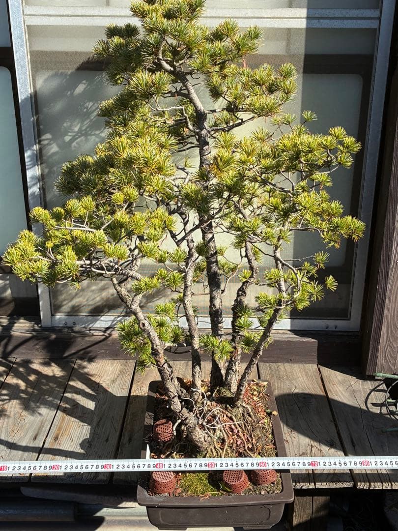 ★盆栽★ 赤石五葉松 E-25 樹齢100年以上　★愛媛県より発送★