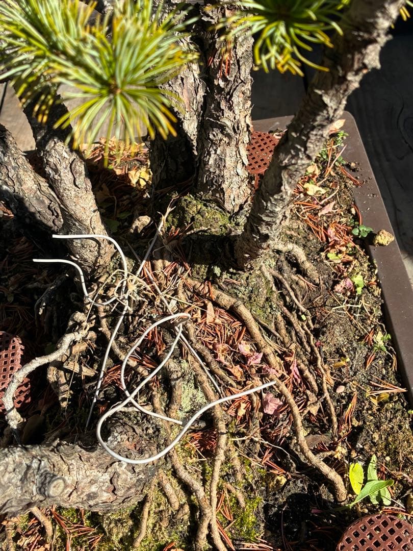 ★盆栽★ 赤石五葉松 E-25 樹齢100年以上　★愛媛県より発送★