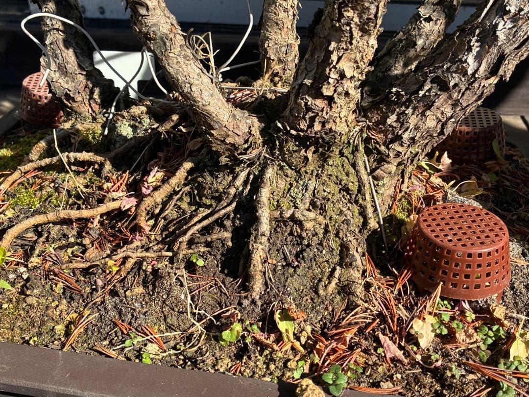 ★盆栽★ 赤石五葉松 E-25 樹齢100年以上　★愛媛県より発送★