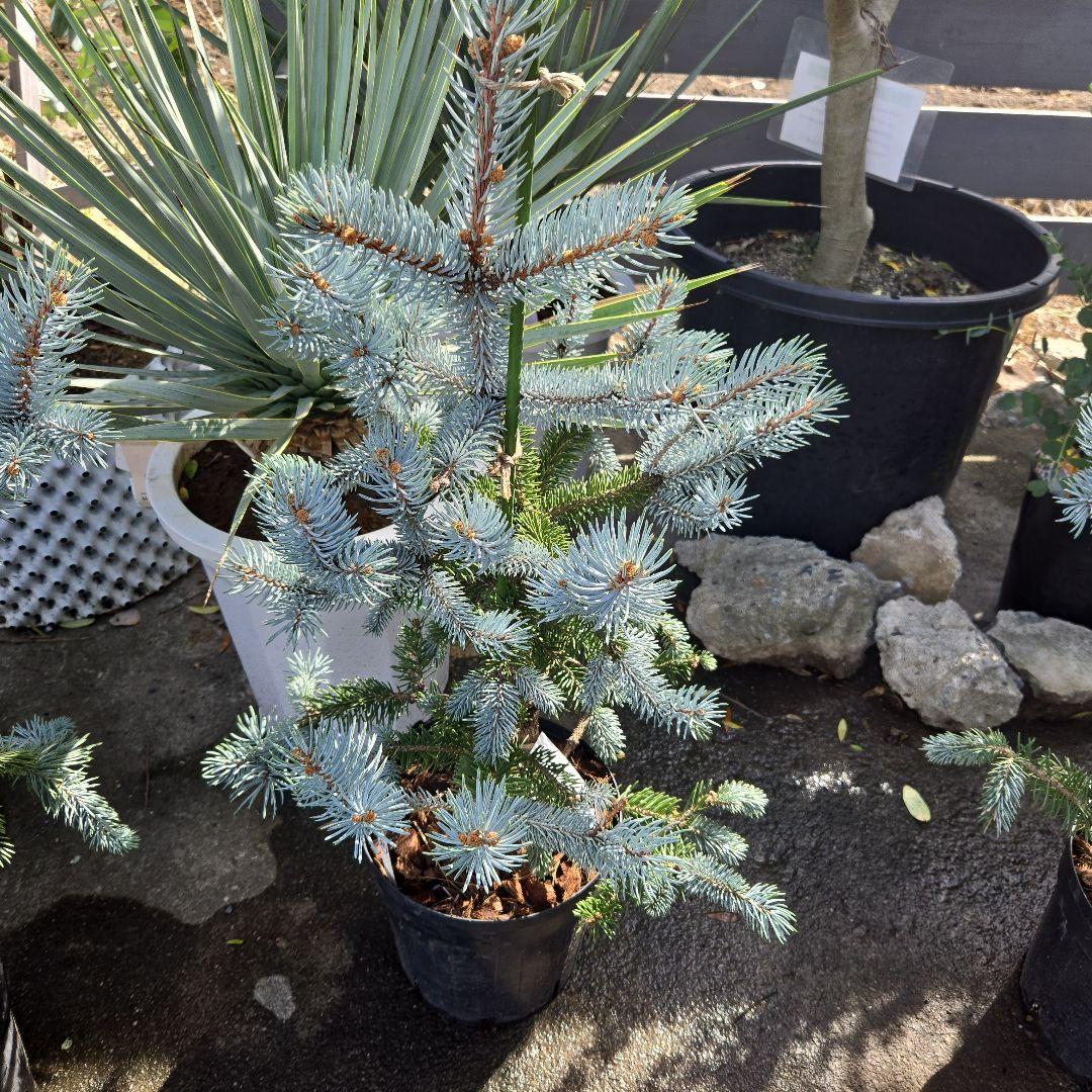 ②　プンゲンス　トウヒ　ホプシー７号　最高等級極上品‼️