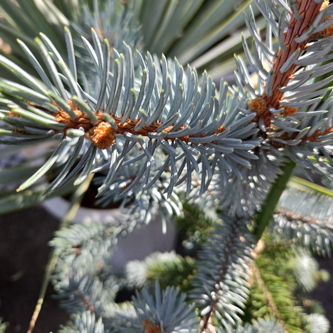 ②　プンゲンス　トウヒ　ホプシー７号　最高等級極上品‼️