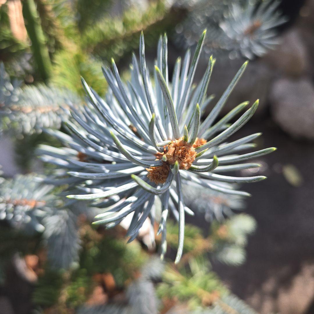 ②　プンゲンス　トウヒ　ホプシー７号　最高等級極上品‼️