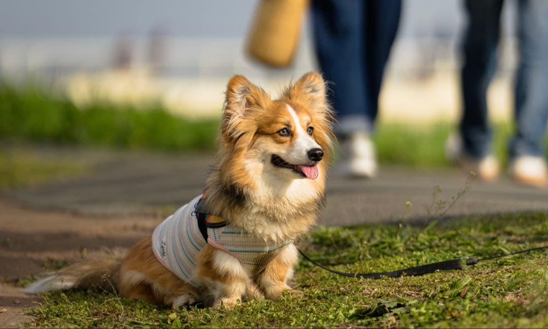 VILTROX AF 135mm F1.8 LAB ソニー　Eマウント