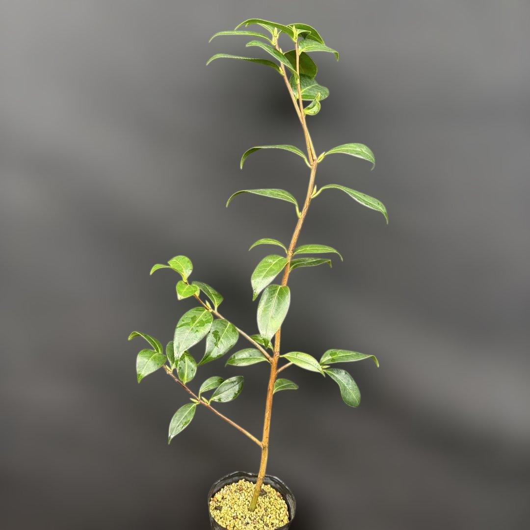 友久様ご確認苗　加茂本阿弥と四ヶ村