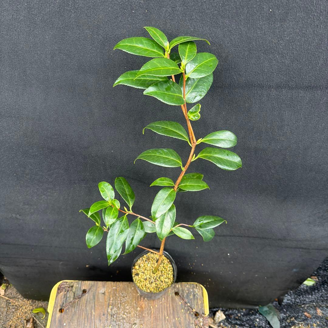 友久様ご確認苗　加茂本阿弥と四ヶ村