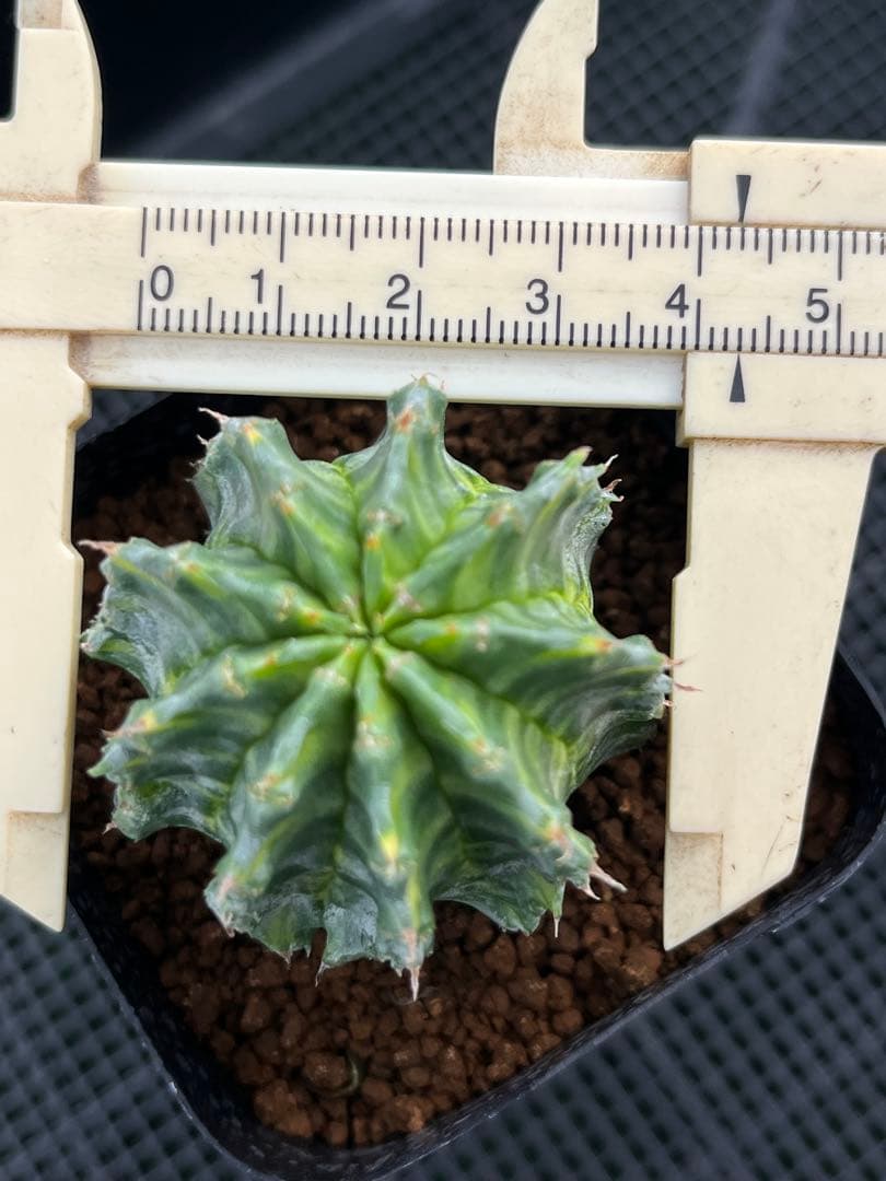 ユーフォルビア　ホリダ錦　総柄濃黄班