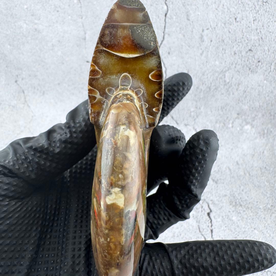 G-77天然アンモナイト原石　游色多色アンモナイト化石 天然石　コレクション標本